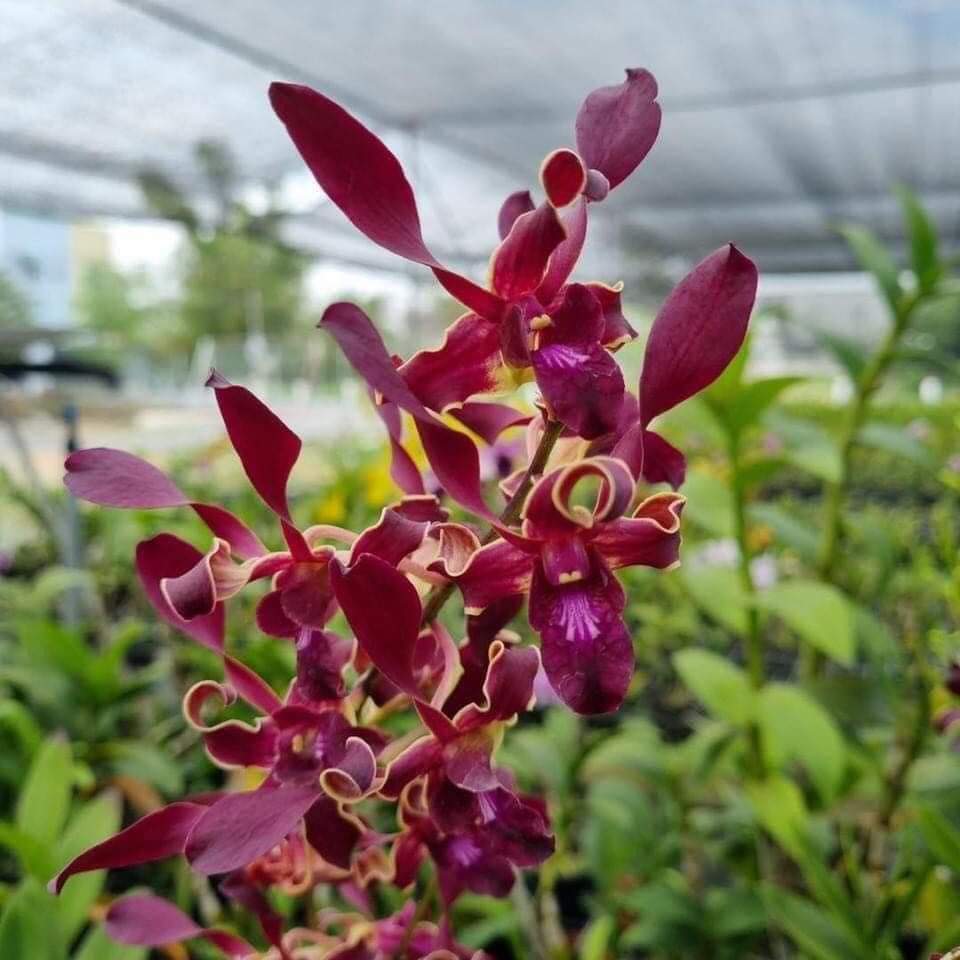 HOA LAN RỒNG LỬA XƯA