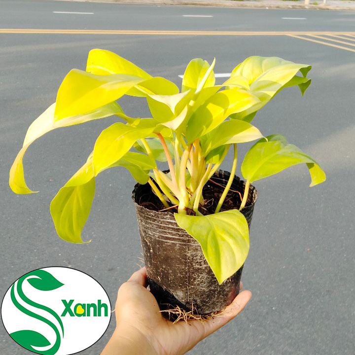 Cây trầu bà vàng