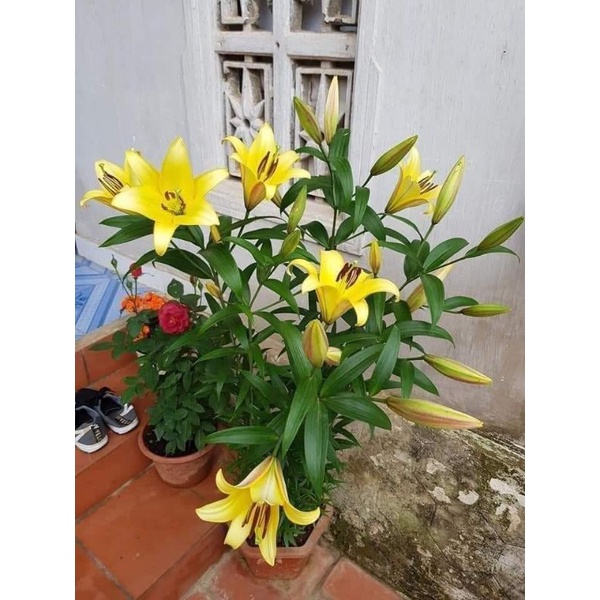củ hoa ly trồng tết