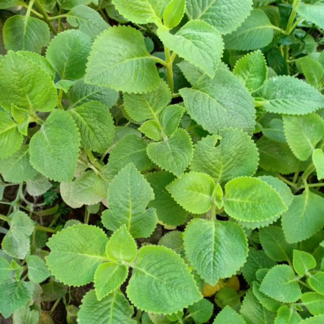 Lá Húng Chanh 500g