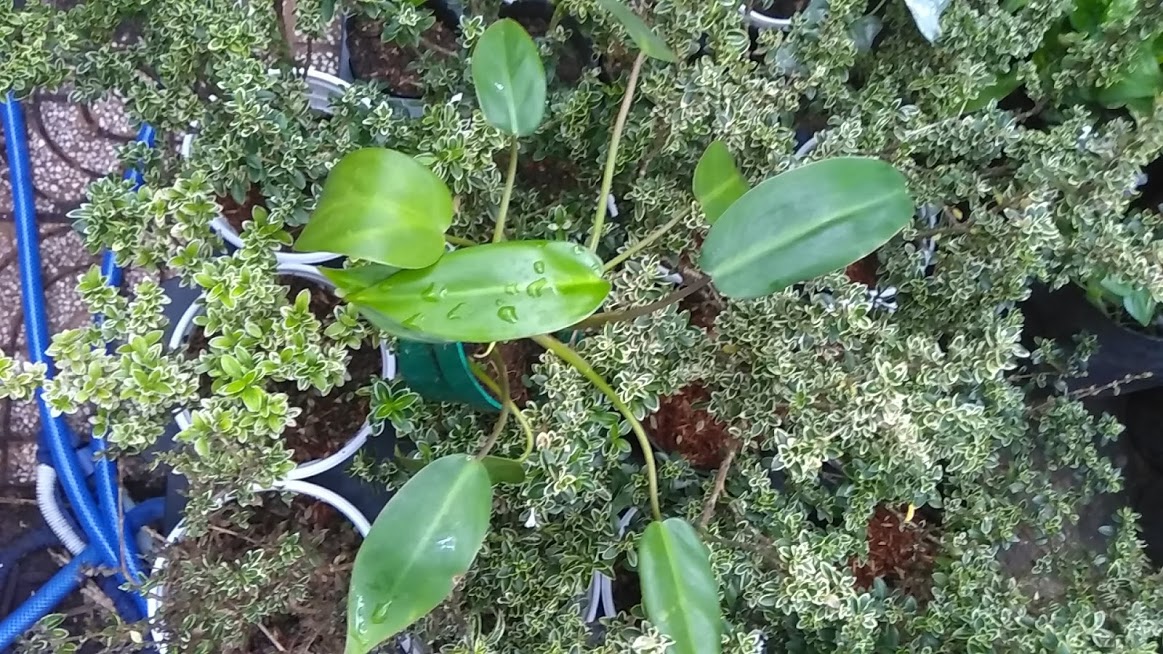 Cây trầu tỷ phú - Trầu bà tỷ phú
