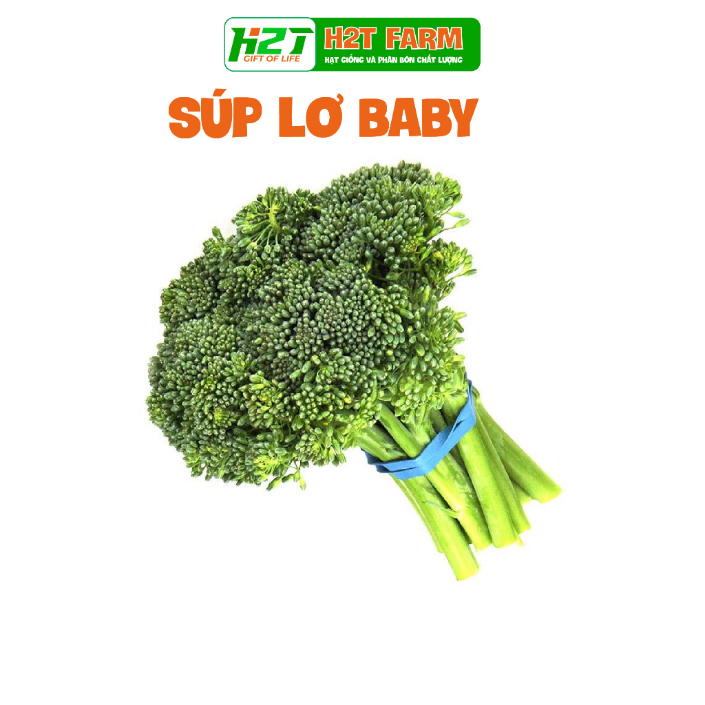 Hạt giống súp lơ xanh baby, bông cải xanh baby - h2t farm