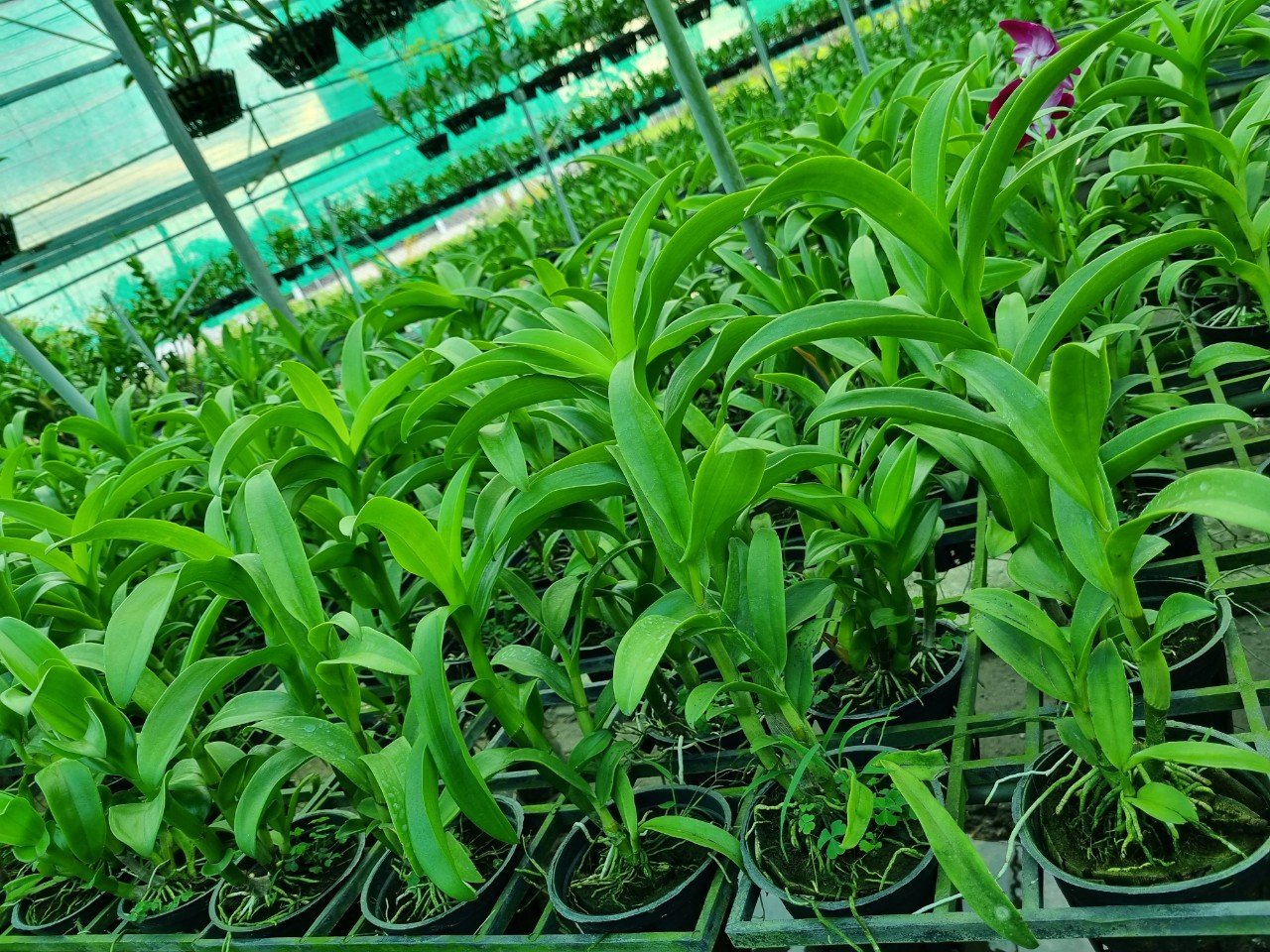HOA LAN NẮNG THƠM PENSUDA XƯA