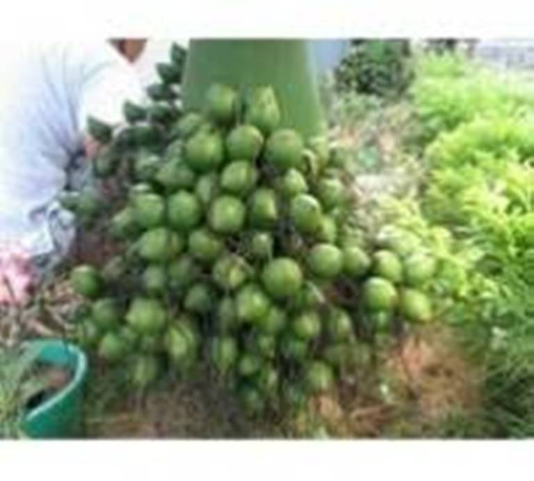 CÂY CAU LÙN (TỨ QUÝ) GIỐNG