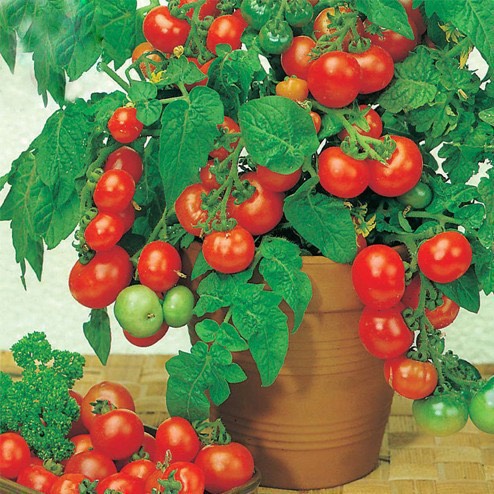 HẠT GIỐNG CÀ CHUA BI ĐỎ LÙN SIÊU QUẢ