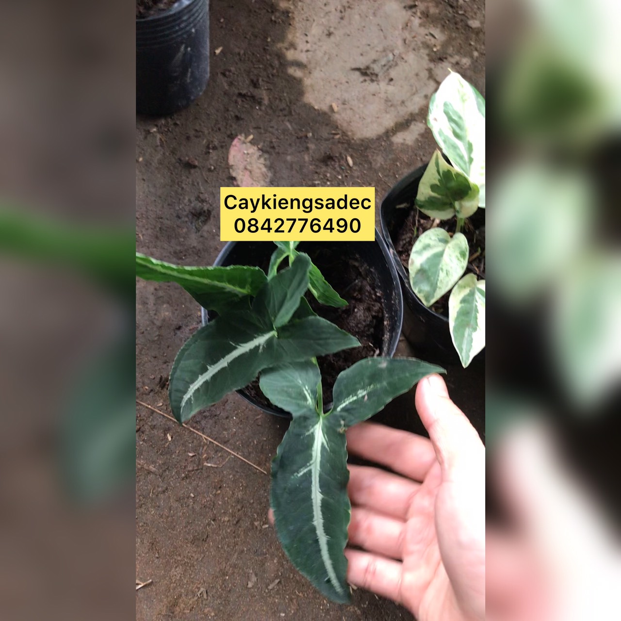 caykiengsadec combo 8 loại trầu bà