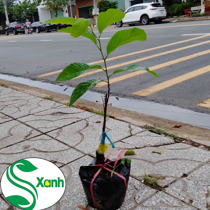 Cây Mãng Cầu Na Thái Lan