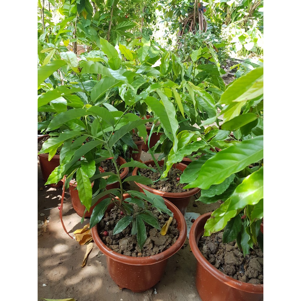 cây giống hoa dẻ thơm (hoa dẻ rừng) - cây choai lớn