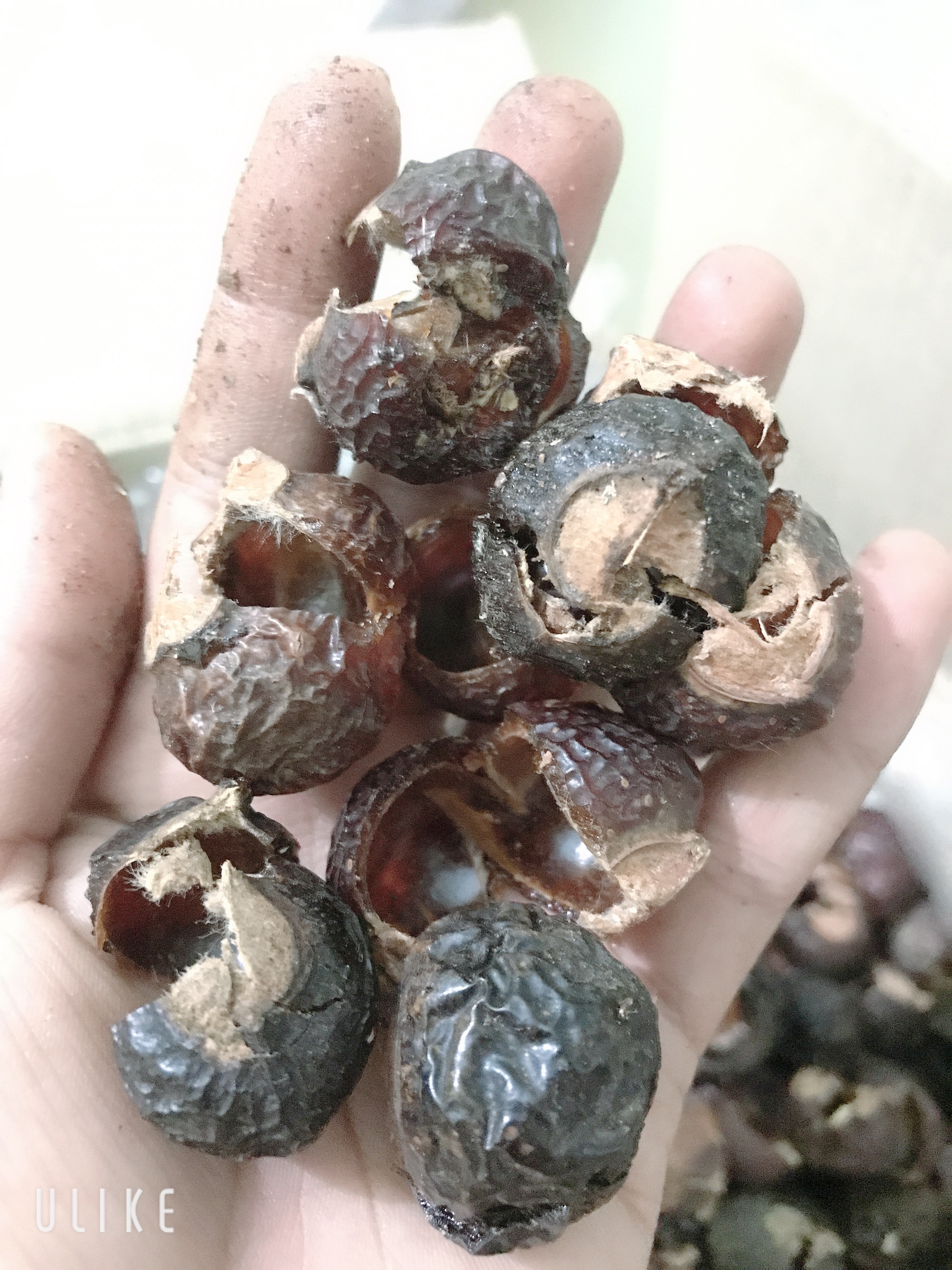 Quả bồ hòn chưa tách hạt Huna'shome 1 Kg