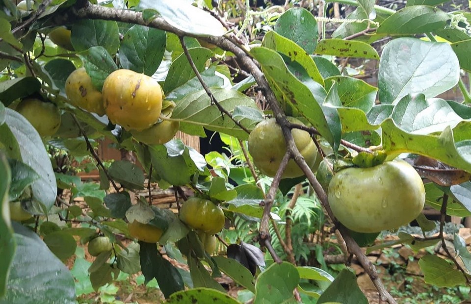 Cây giống Hồng giòn Đà Lạt siêu sớm. [ Bầu đất to, Cây ghép cho quả không hạt ]