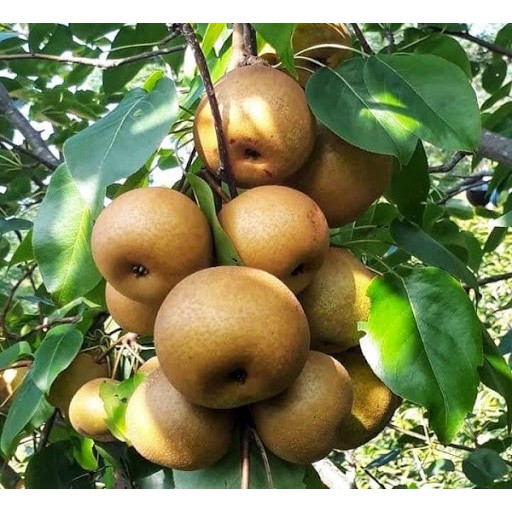 Cây giống lê nâu