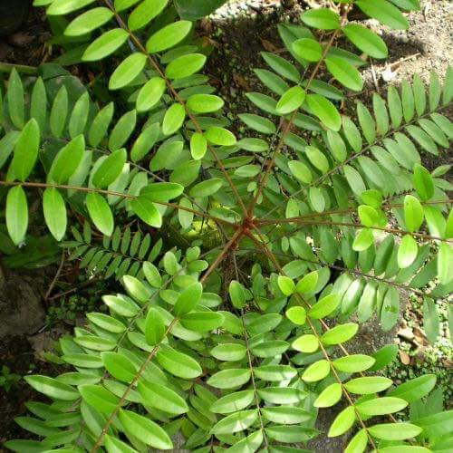 Rễ mật nhân cắt lát khô hút chân không