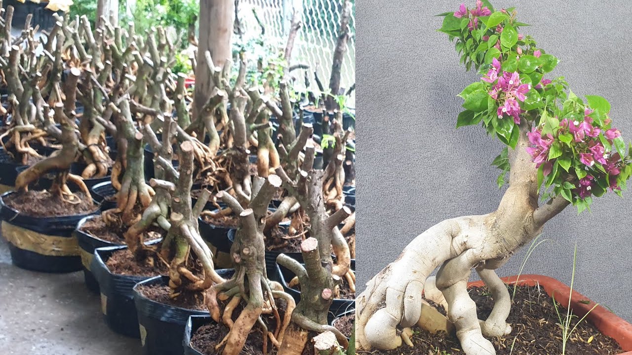 Phôi gốc Hoa giấy Mỹ bonsai