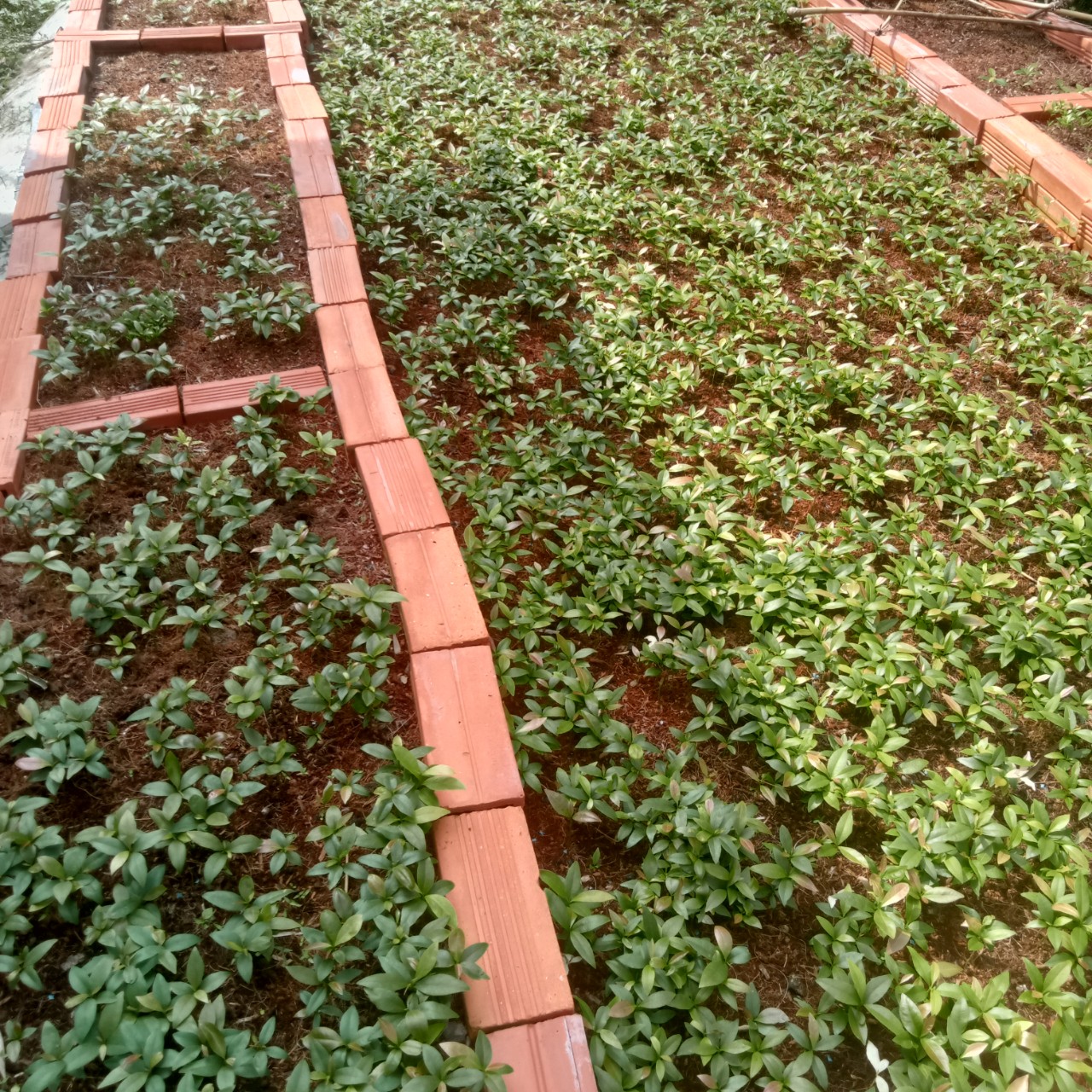 Combo 10 Cây Mai Dảo Thủ Đức 8-12 Cánh