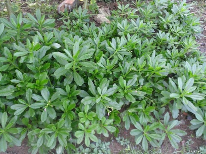 cây giống sâm đất (cây thổ sâm, rau sâm)- cây giống nhỏ