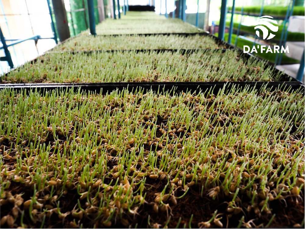 Hạt giống cỏ lúa mì hữu cơ loại 1 Da'farm