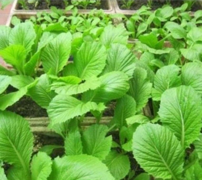Hạt giống cải bẹ xanh mỡ - gói 20 gram