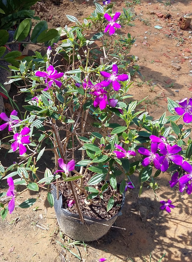 cây giống hoa sim tím cảnh (hoa Mua Thái) cao 30-40cm