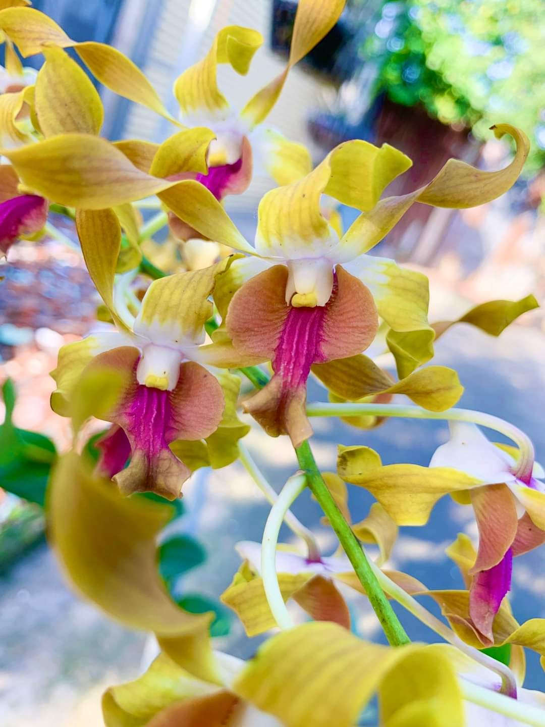 HOA LAN NẮNG SING RỒNG LỬA