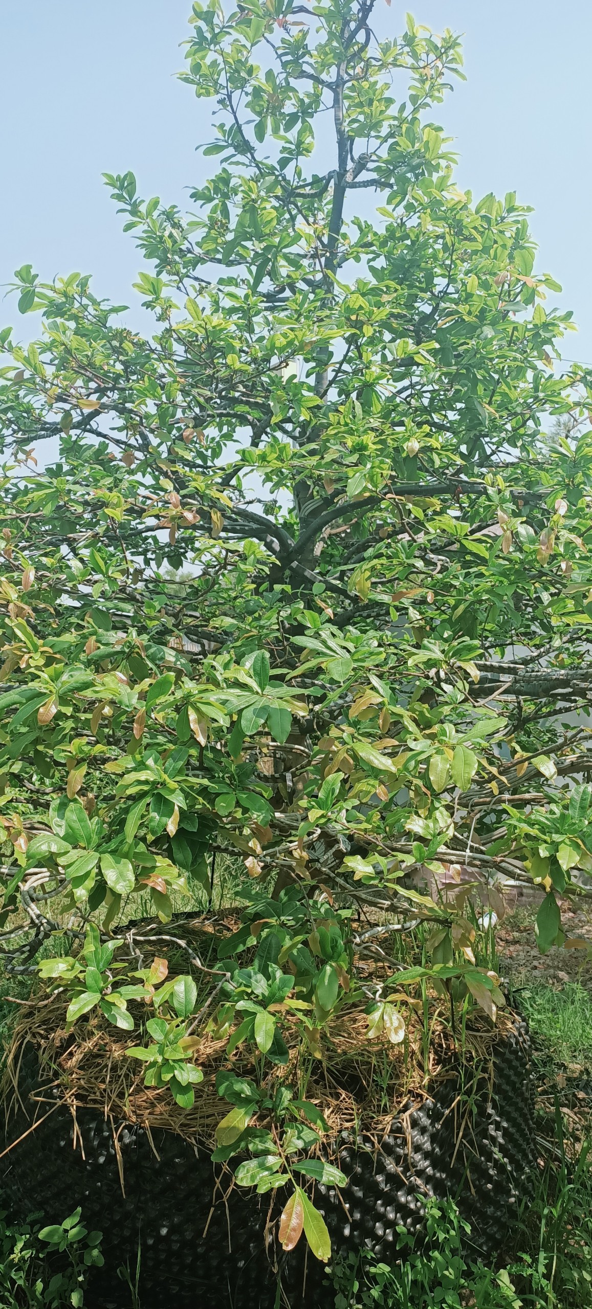 BUNG ĐỌT MAI VÀNG (SIÊU BUNG ĐỌT 1 LÍT)
