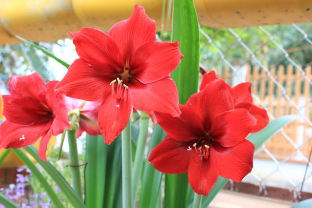 củ giống hoa huệ tây đỏ nội