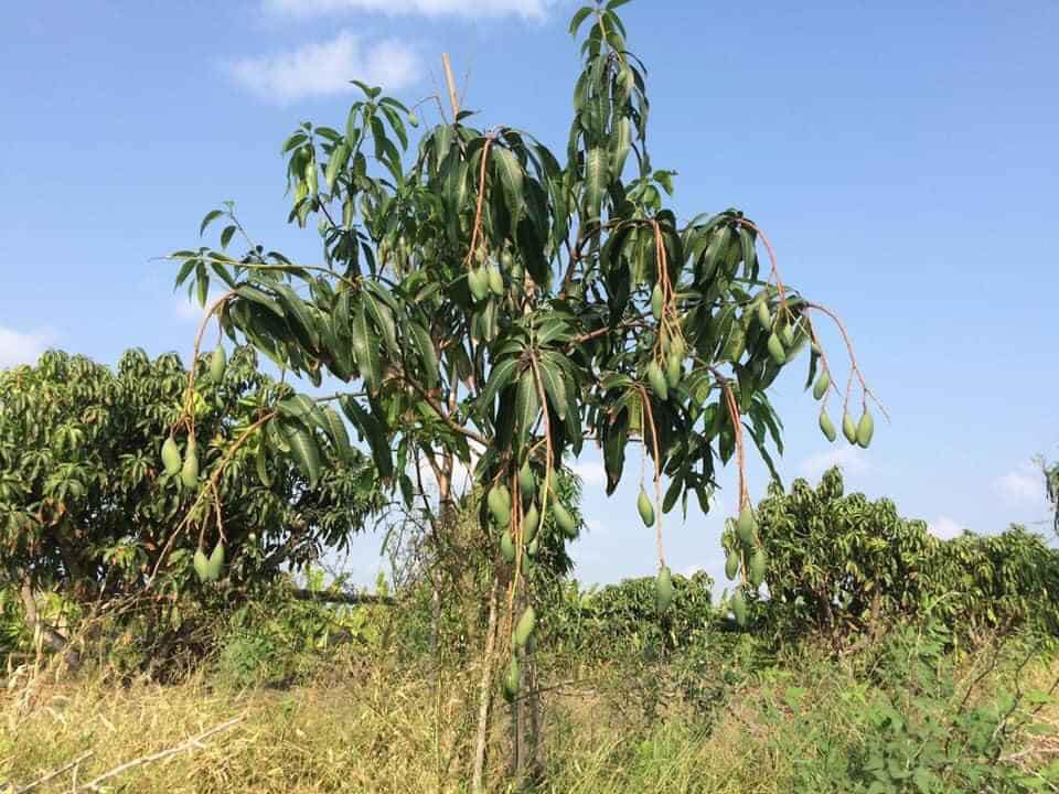 CÂY XOÀI THÁI LAN (trồng chậu)