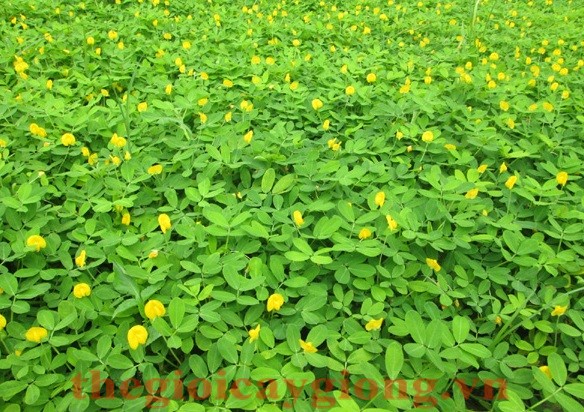 50gram hạt giống hoa cỏ lạc - Cỏ đậu phộng