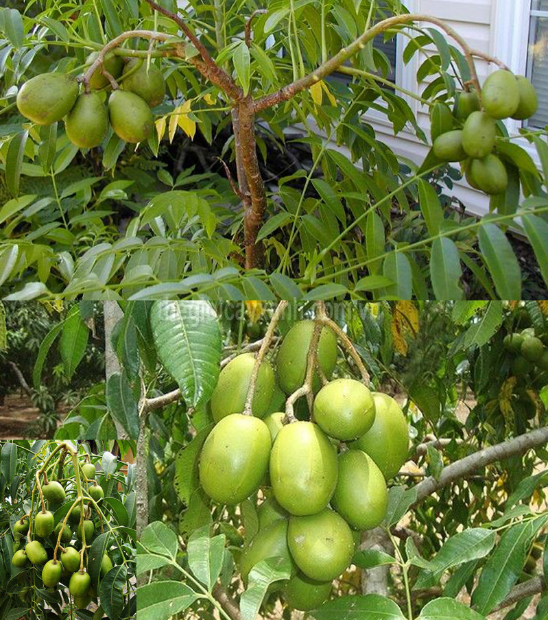 cây cóc thái lùn siêu quả- cây giống