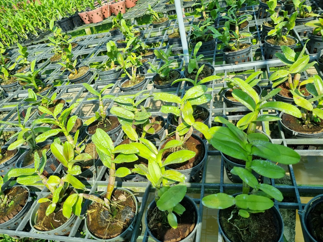 Hoa lan Sing Đỏ