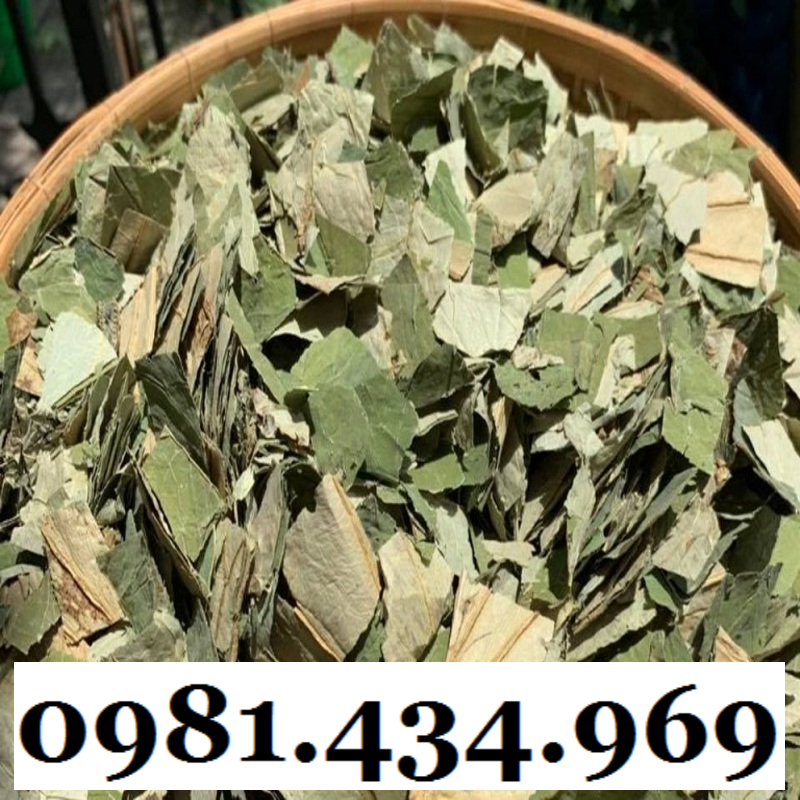Cây Bầu Đất Khô 01KG Hàng Rừng Thơm