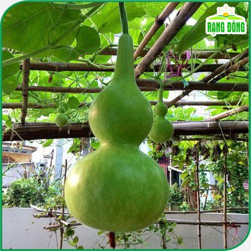 Hạt giống Bầu Hồ Lô nảy mầm tốt sinh trưởng khỏe trồng và thu hoạch quanh năm