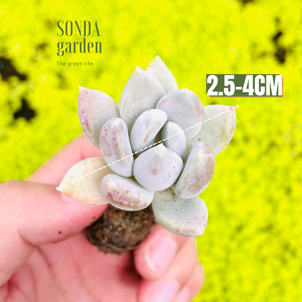 SEN ĐÁ SỎI XANH SIZE MINI LỖI 1 ĐỔI 1
