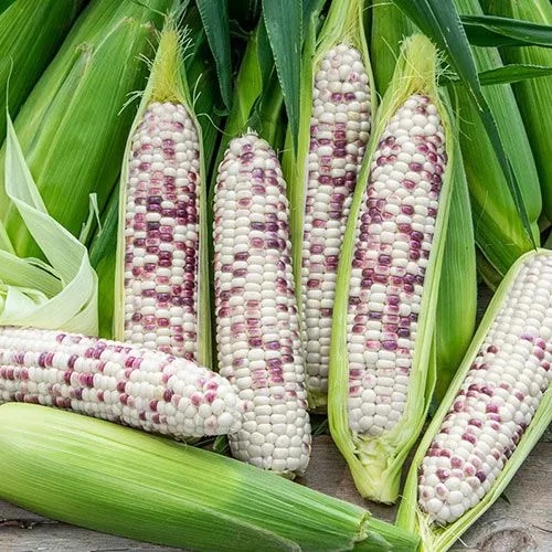 Nấm đối kháng vi sinh Tribas TRICHODERMA BACCILLUS 50gram ủ phân rác