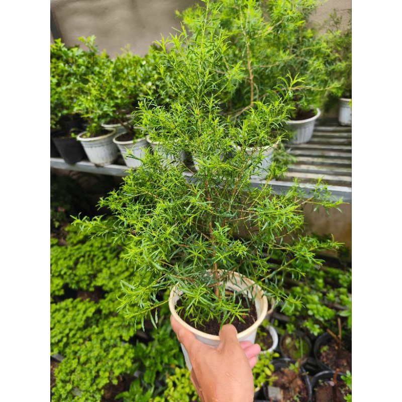 Chậu cây tràm trà - cây dượᴄ liệu, lá có mùi thơm
