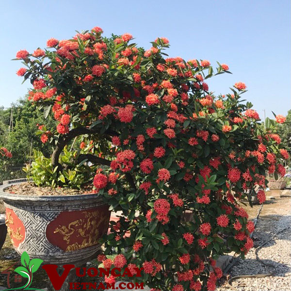 Cây hoa mẫu đơn ta chuẩn giống ĐHNN