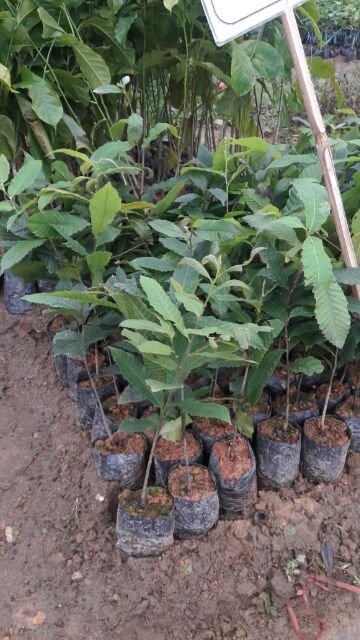cây giống hạt dẻ đen trùng khánh