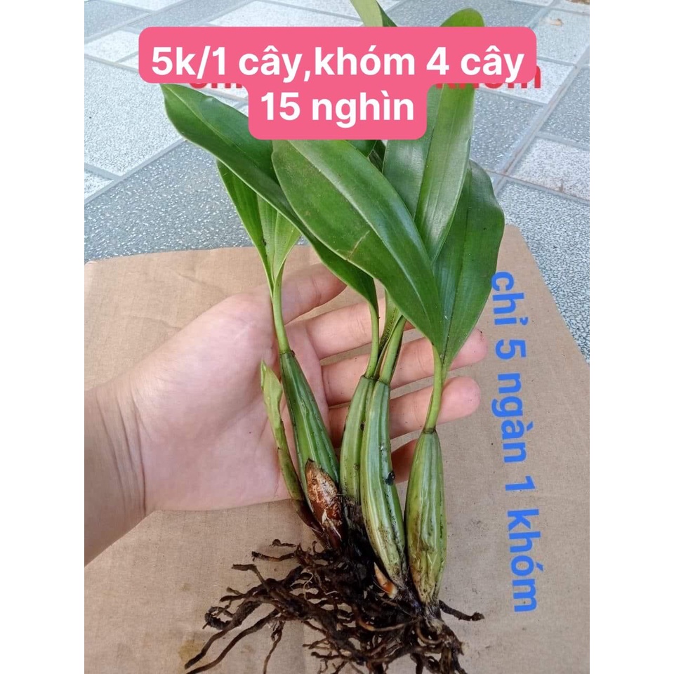 Hoa lan vũ nữ motonia(4 cây) cực thơm HOA TẾT