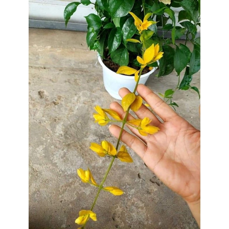 Cây hoa leo lan hoàng dương
