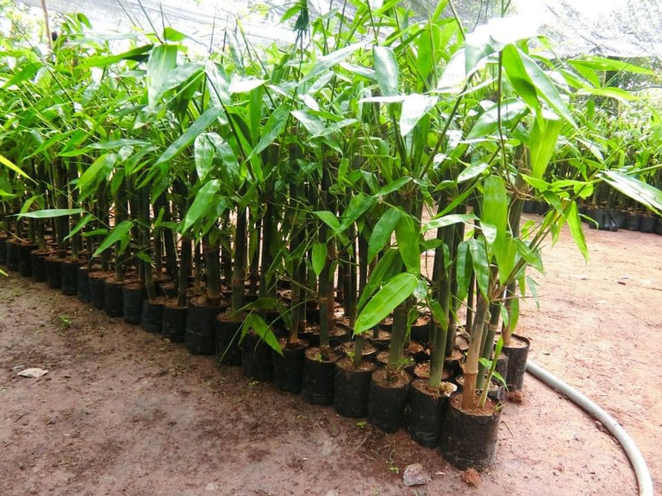 cây giống măng bát độ