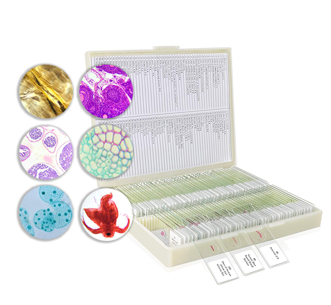 100pcs Prepared Microscope Slides Lab Specimens Biology Glass with Wood Box for Educcation 