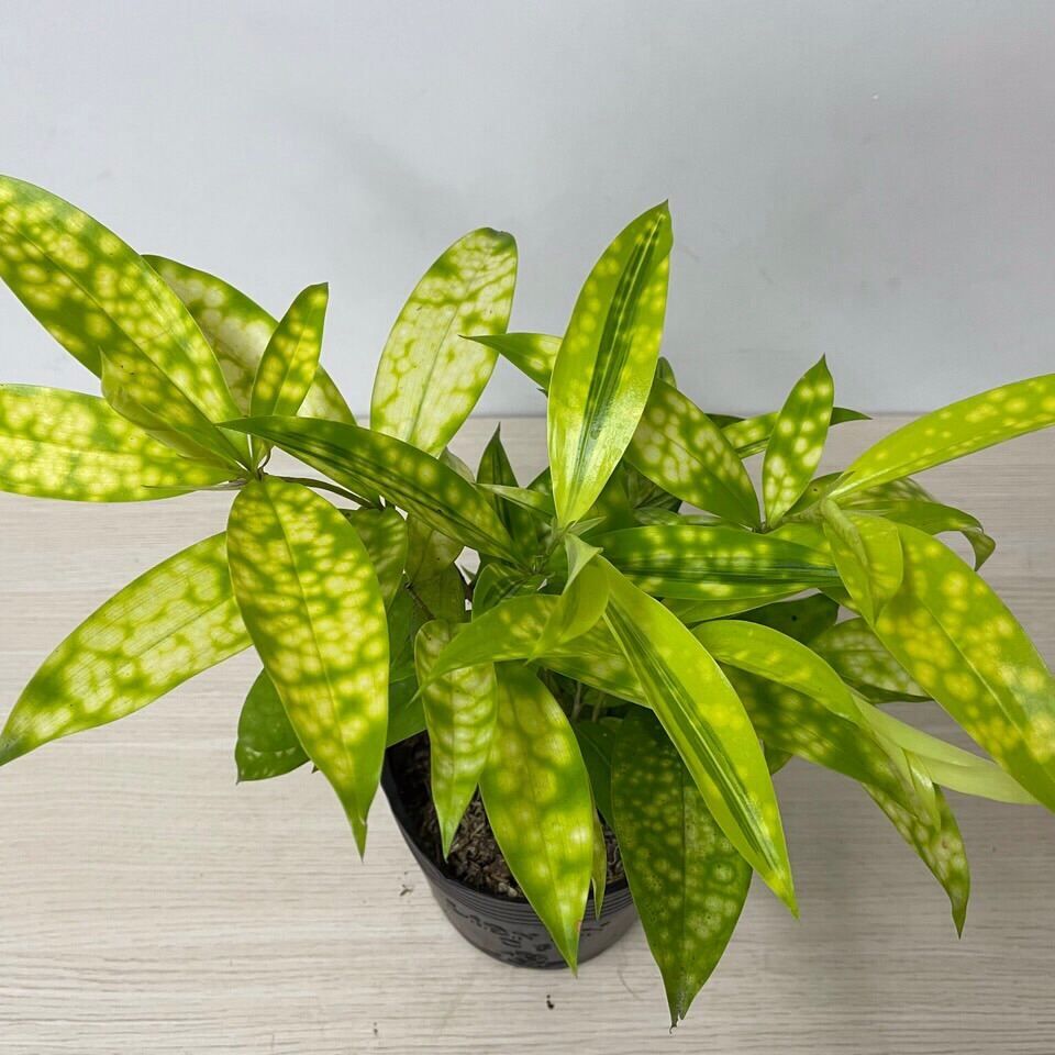 Cây Trúc Nhật vàng, cây cao 15-25cm