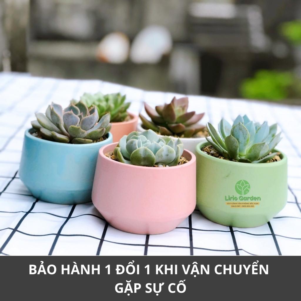 cây sen đá bầu kèm chậu hạt dẻ nhỏ [ tặng kèm đất trồng cây ]