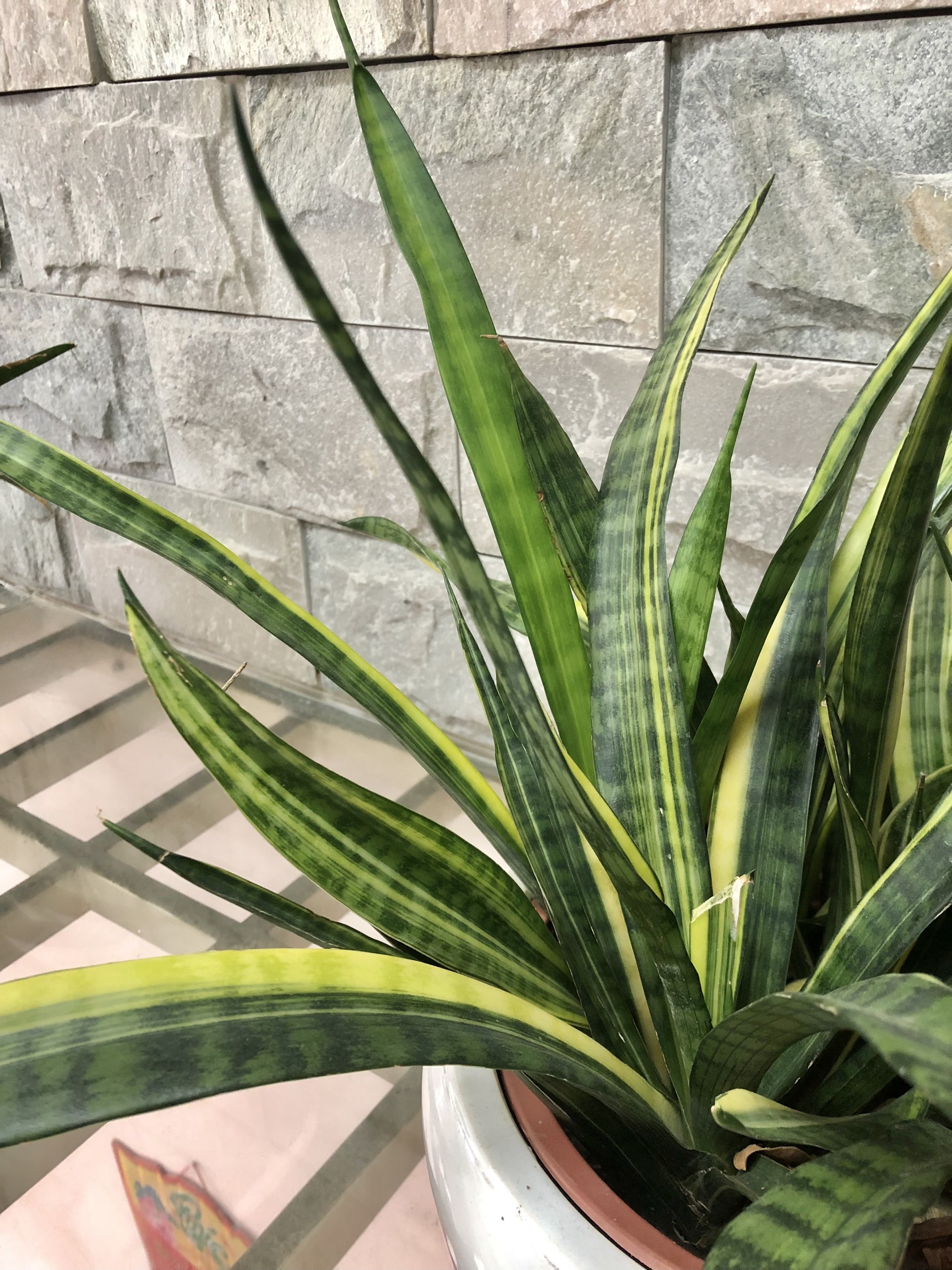 Lưỡi hổ Nhật viền vàng 5-7 nhánh ( Hiếm)