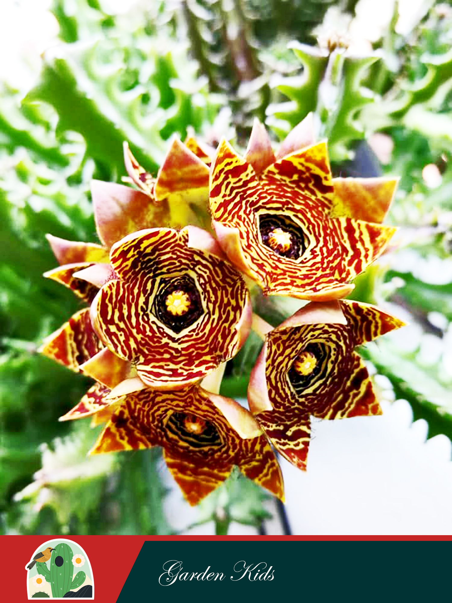 Xương rồng sao biển hoa chùm (Caralluma Crenulata)