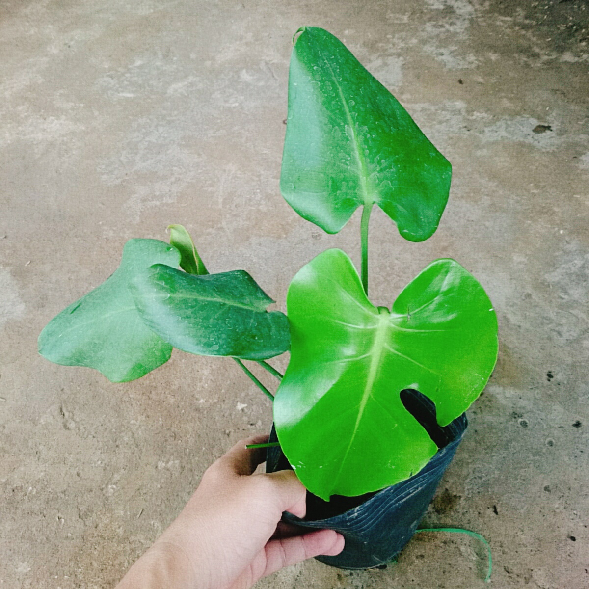 Trầu Bà Lá Xẻ - trầu bà nam mỹ