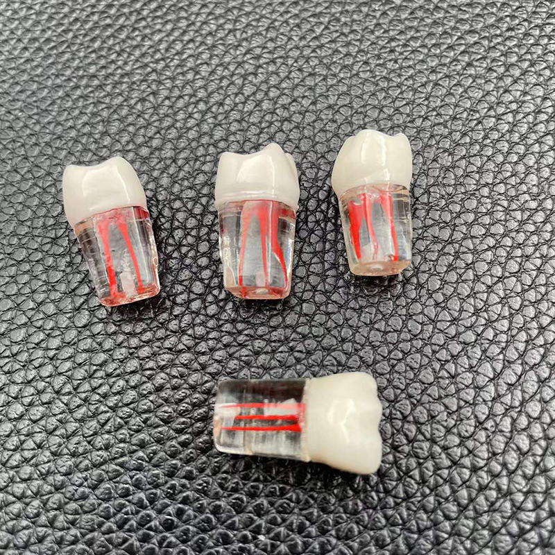 Mô Hình Hàm Răng Bằng Nhựa Resin Trong Suốt Dành Cho Học Sinh Tập Làm Nha Khoa