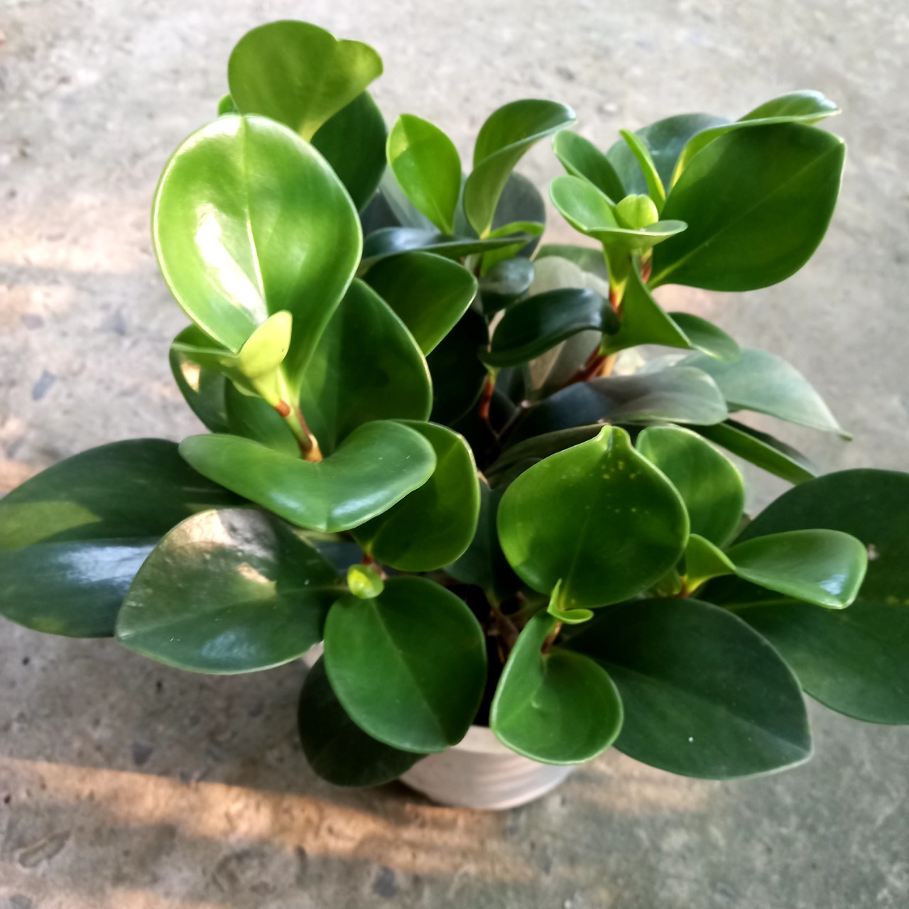 Cây Trường Sinh