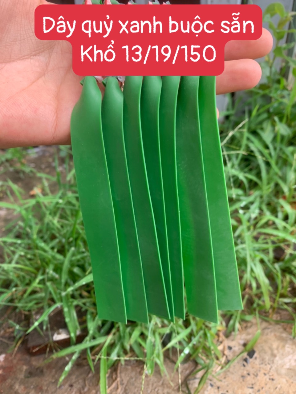 DÂY QUỶ XANH BUỘC SẴN