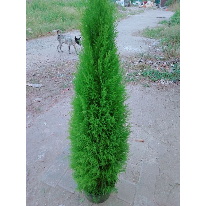 Cây Tùng Thơm Lớn Trên 1m