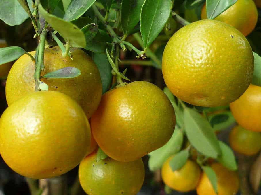 Cây giống quất chua thái, quả vàng